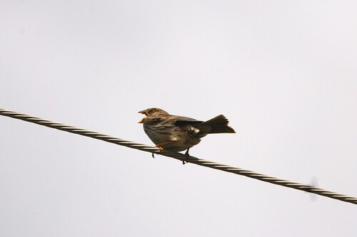 Corn Bunting