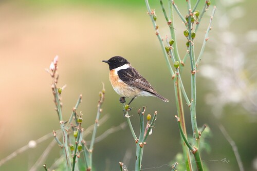 European Stonechat