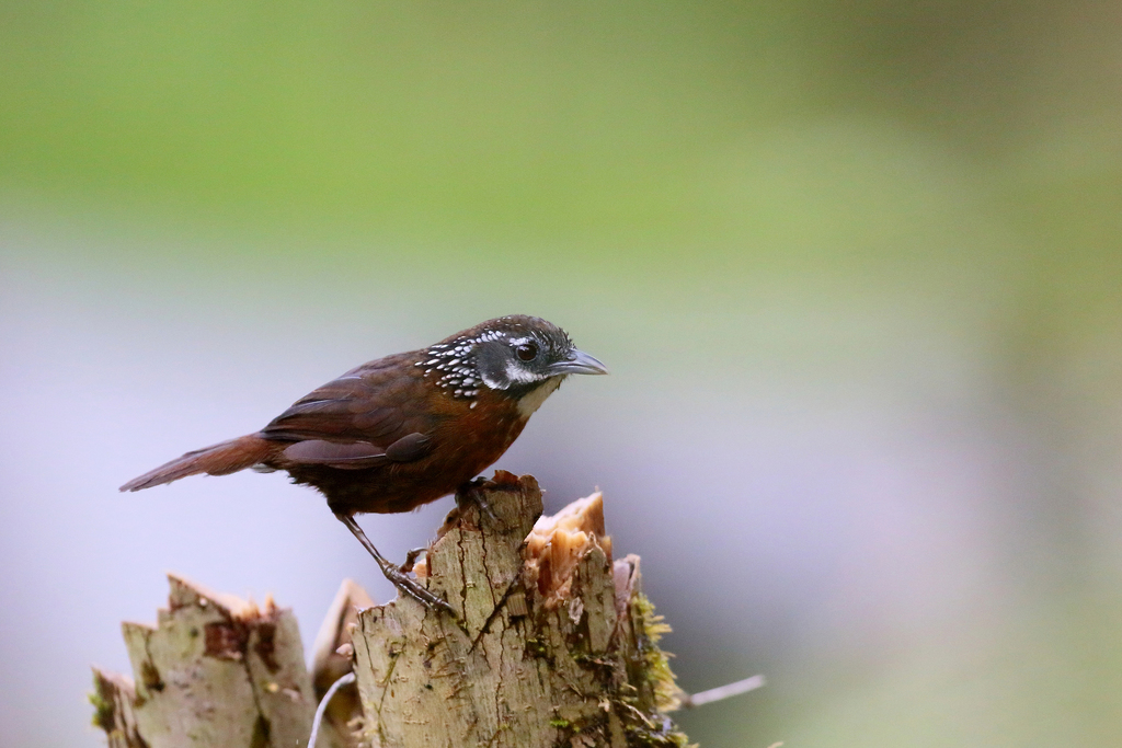 Spot-necked Babbler photo
