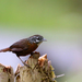 Spot-necked Babbler - Photo (c) Carlos N. G. Bocos, all rights reserved, uploaded by Carlos N. G. Bocos