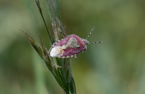 Dolycoris numidicus