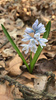 Striped Squill - Photo (c) deborahway7, all rights reserved, uploaded by deborahway7