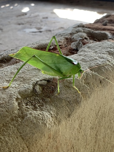 Giant Leaf Katydid