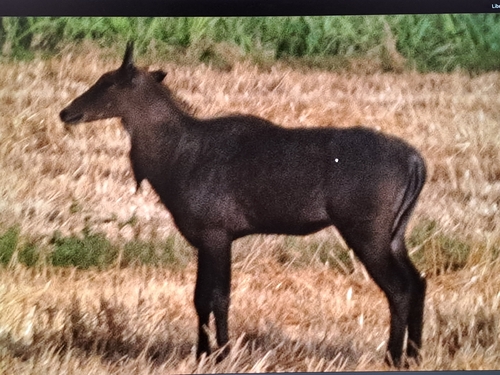 Nilgai