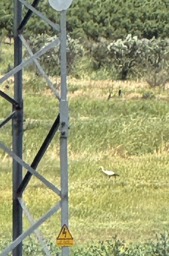 White Stork