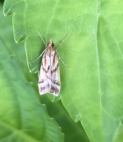 Eudonia luteusalis