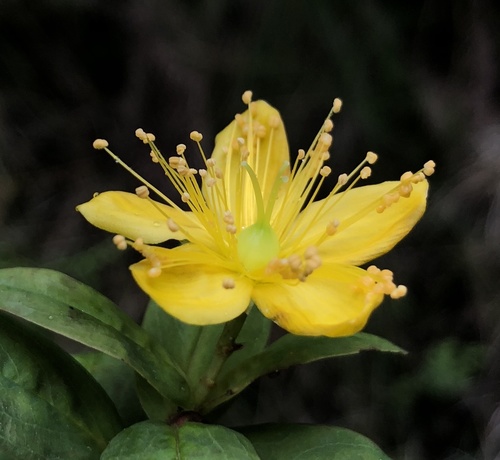 Azorean St. John's-wort