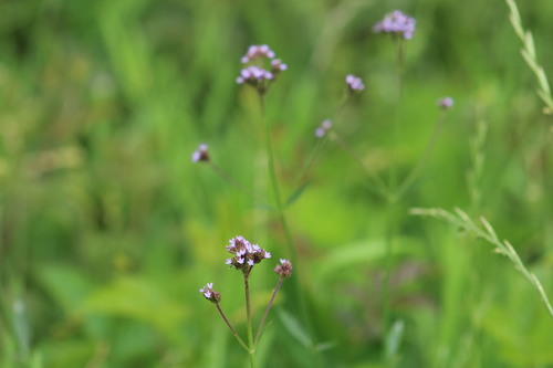 Brazilian Vervain