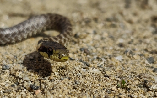 Aesculapian Snake