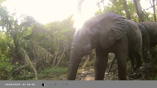 Forest Elephant