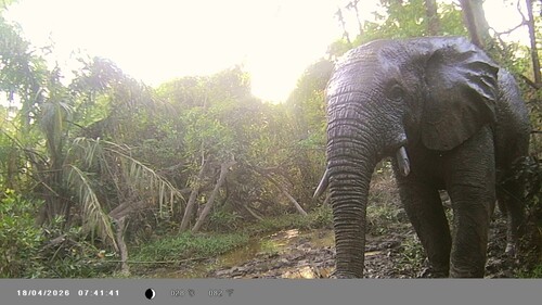 Forest Elephant