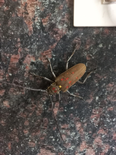 Mango Stem Borer