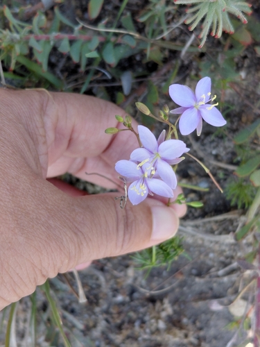 Heliophila subulata subulata