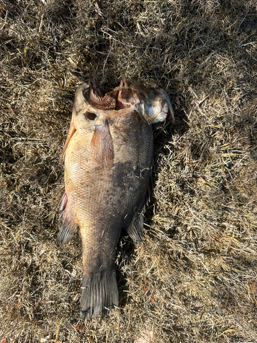 Golden Perch