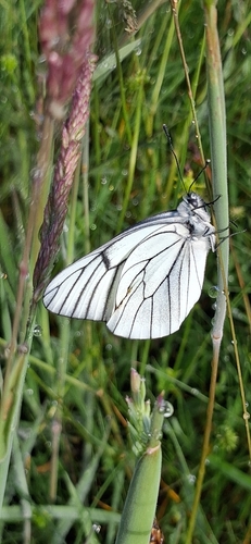 Black-veined White