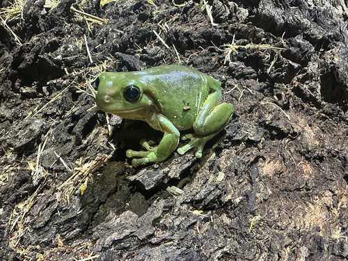 Green Tree Frog