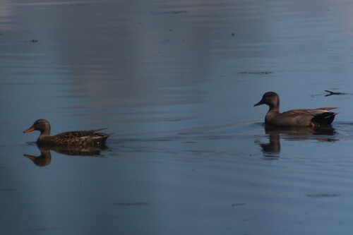 Gadwall