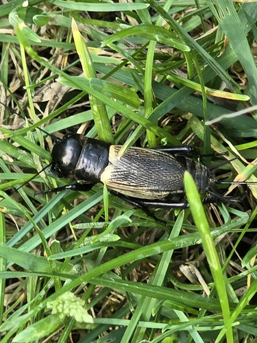 European Field Cricket