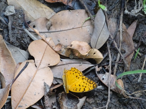 Common Leopard