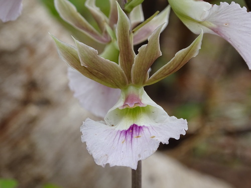 Eulophia guineensis