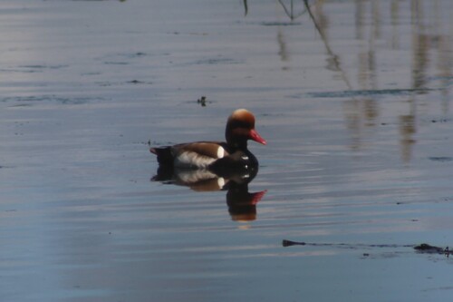 Red-crested Pochard