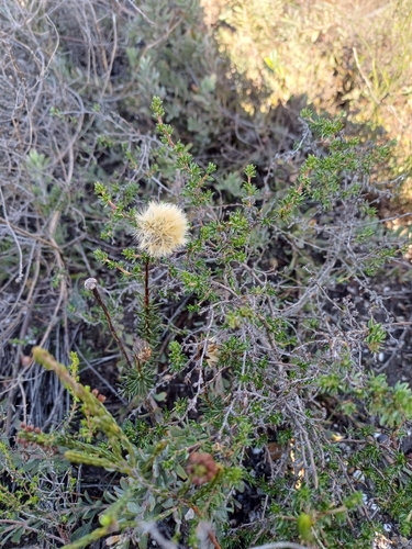 Spikeleaf Ragwort