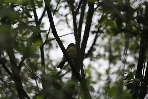 Eurasian Blue Tit
