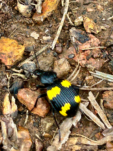 Craspedophorus angulatus
