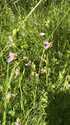Bee Orchid