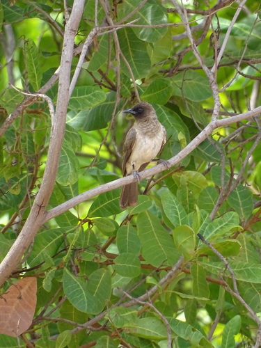 Common Bulbul