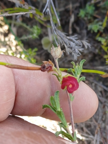 Blazing Dollsrose
