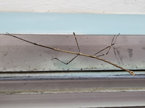 Bacteria Stick Insects