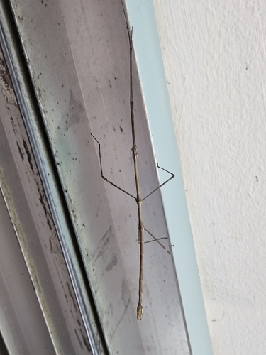Bacteria Stick Insects