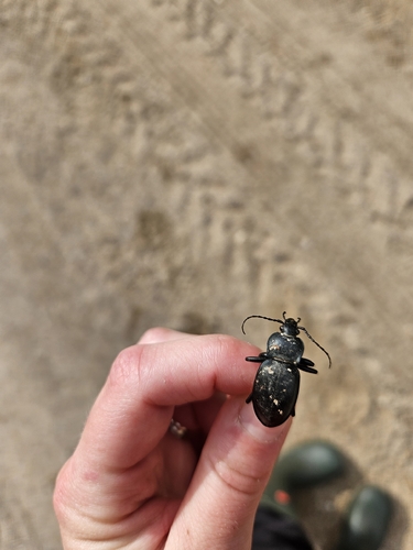 smooth ground beetle