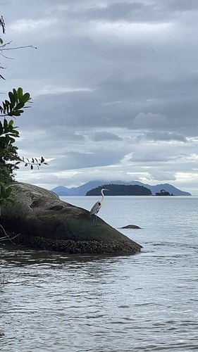 Cocoi Heron