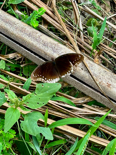 Great Eggfly