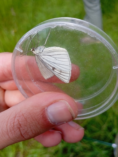 Black-veined Moth