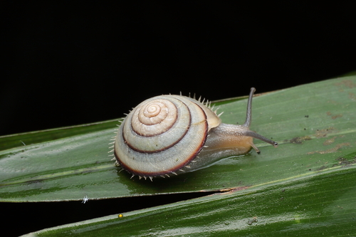 Aegista brevibarbis