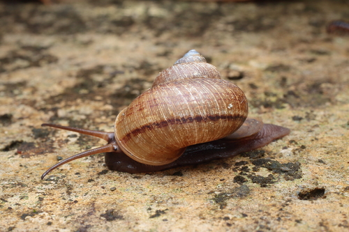 Cyclophorus martensianus