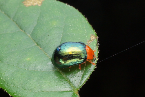 Plagiosterna aeneipennis