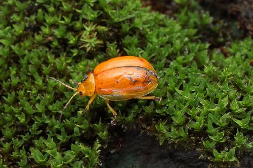 Oides tarsata