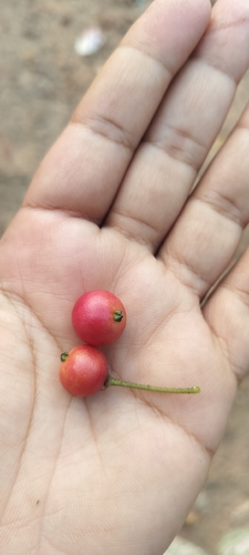 calabur tree