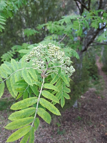 European mountain ash
