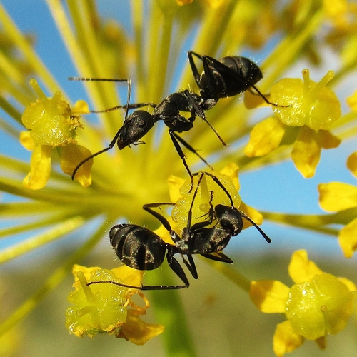 Camponotus micans