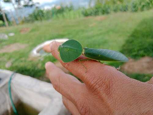 Peruvian Shield Mantis