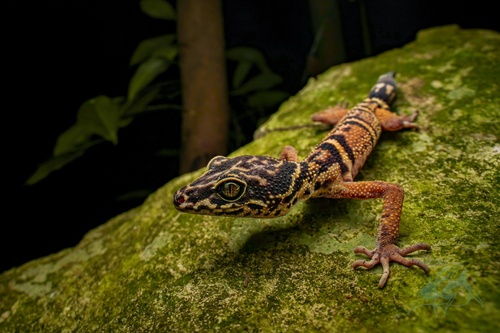 Gezhi Cave Gecko
