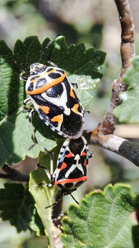 red cabbage bug