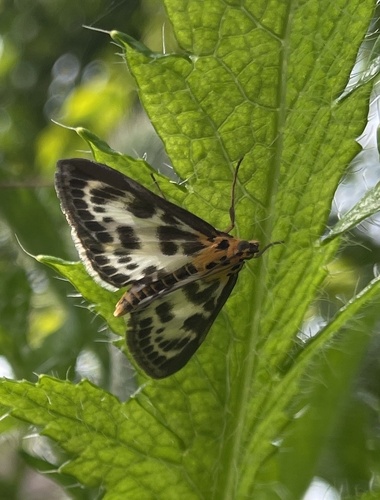 Small Magpie