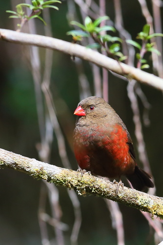 Mountain Firetail