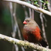 Mountain Firetail - Photo (c) Carlos N. G. Bocos, all rights reserved, uploaded by Carlos N. G. Bocos